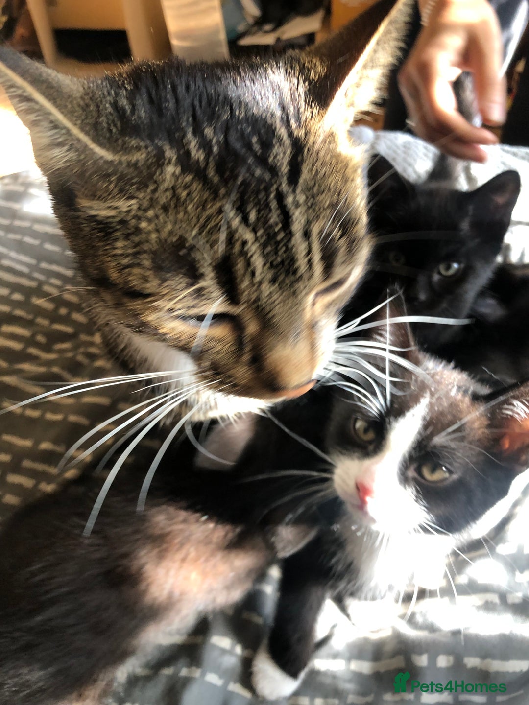 Bombay cats for sale: 4 kittens for sale  - Image 5