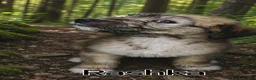 Lurcher dogs for sale: Beautiful Lurcher pups - Advert 8