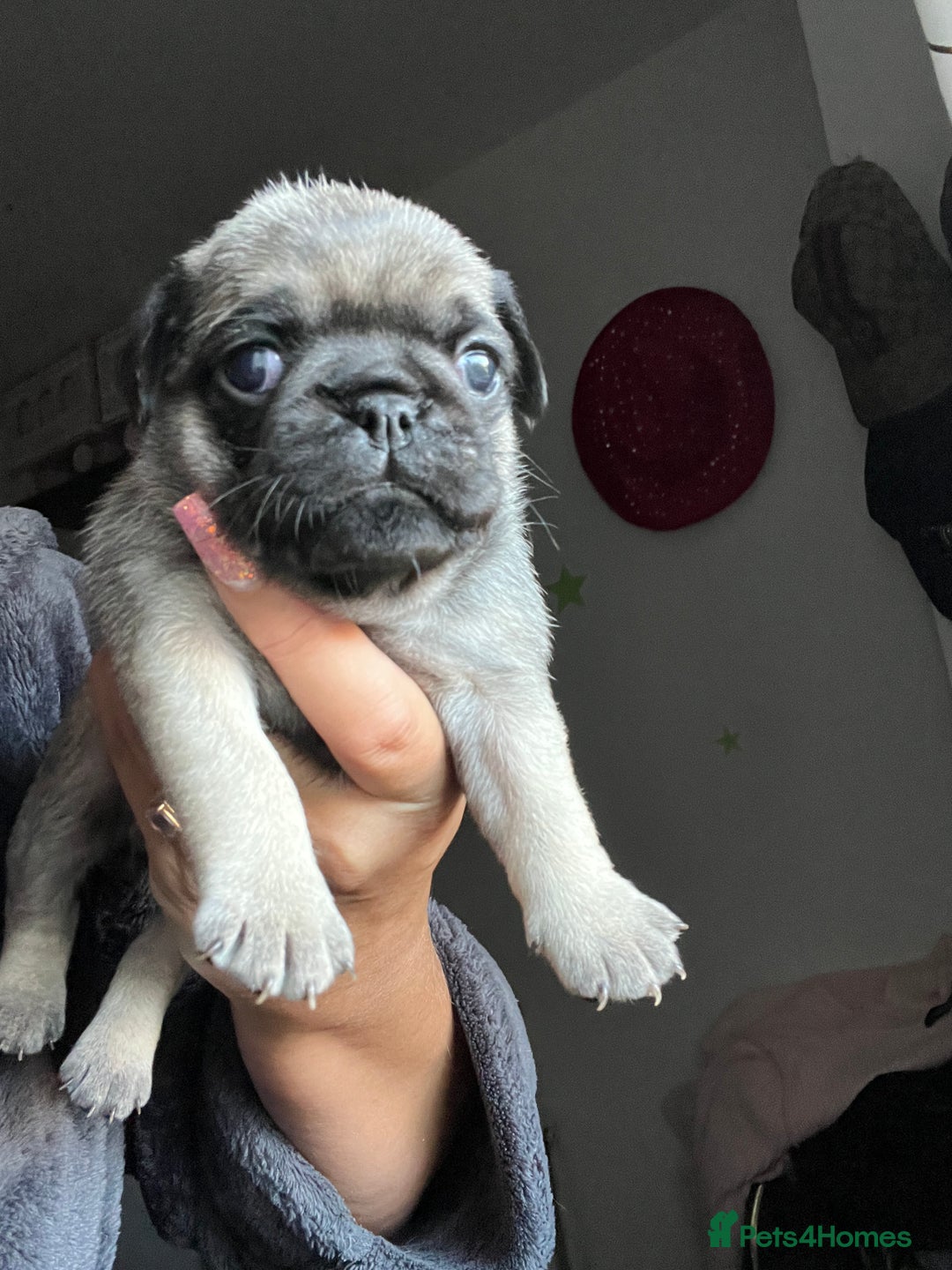 Pug dogs for sale: Rare apricot fawn female pug puppy ready now  - Advert 20