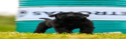 Giant Schnauzer dogs for sale: Working line Giant schnauzer puppies - Advert 24