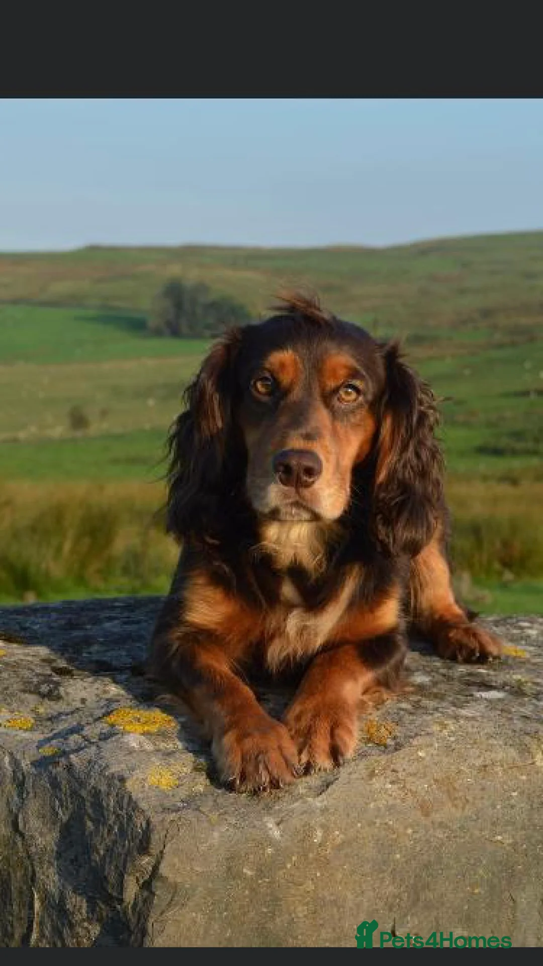 Cocker Spaniel dogs for stud: KC reg Working Cocker spaniel brown & tan in Treharris - Advert 2
