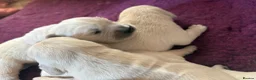 Golden Retriever dogs for sale: Cream kc registered golden retriever pups - Advert 5
