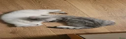 Scottish Fold cats for sale: Scottish fold/straight snow leopards  - Advert 4