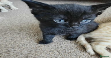 Mixed Breed cats - Advert 3