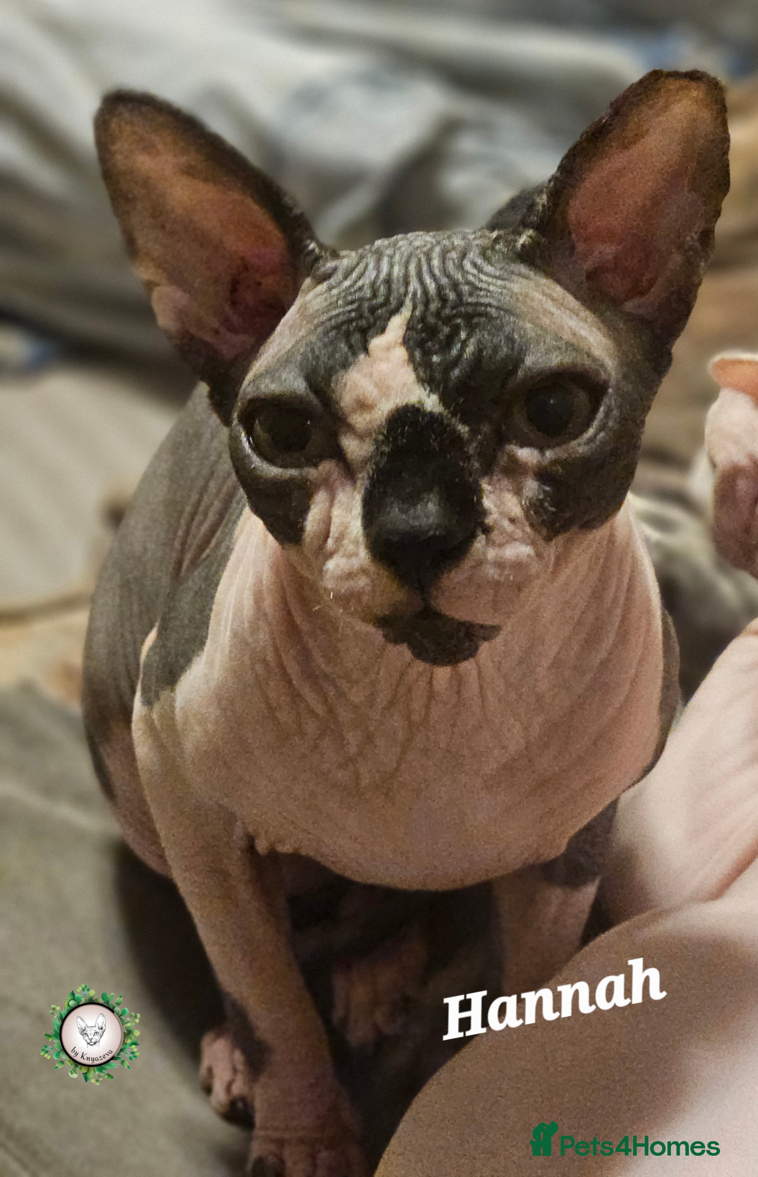 Sphynx cats Beautiful Canadian Sphynx Champion father line ❤️  - Advert 2