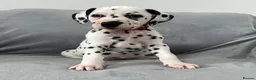 Dalmatian dogs for sale: Beautiful litter of Dalmatian puppies  - Advert 28
