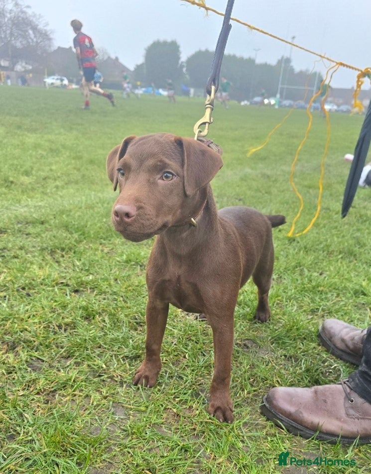 Patterdale Terrier dogs Smooth coat Chocolate Female Patterdale pup - Advert 10