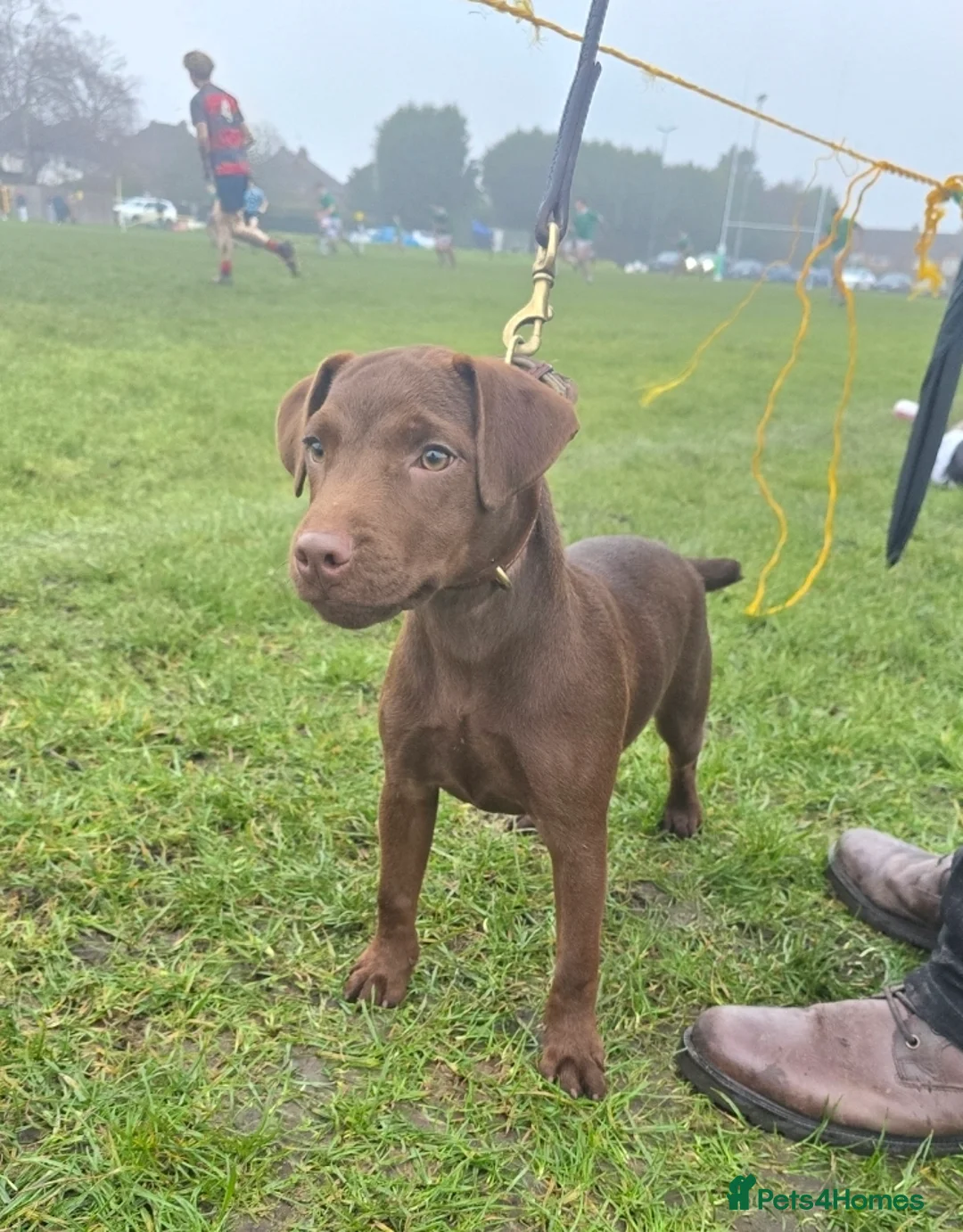 Patterdale Terrier dogs for sale: Smooth coat Chocolate Female Patterdale pup - Advert 1