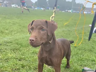 Patterdale Terrier dogs Smooth coat Chocolate Female Patterdale pup - Advert 10