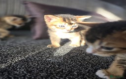 Abyssinian cats for sale: Abyssinian X Bengal Kittens - Image 13