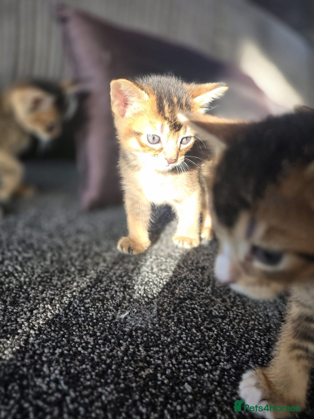 Abyssinian cats for sale: Abyssinian X Bengal Kittens - Image 13