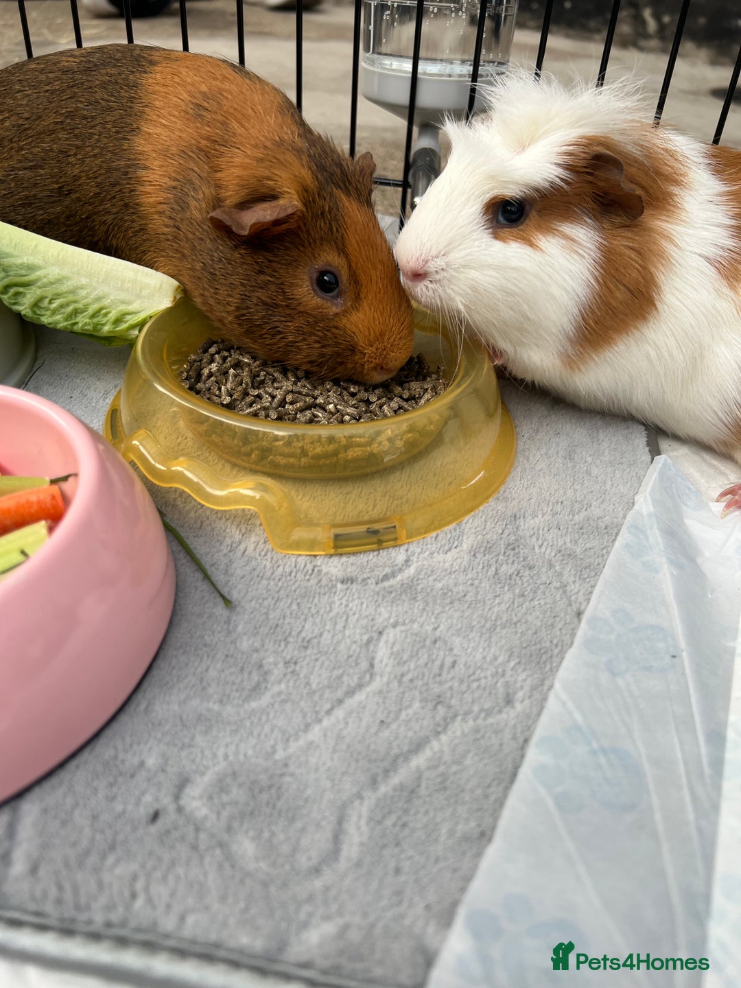 Guinea Pig rodents for sale: 2 male guinea pigs  - Image 5