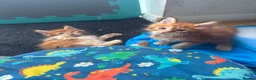 Maine Coon cats for sale: 🧡 Pedigree TICA Registered Maine Coon Kittens 🧡 - Advert 8