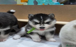Pomsky dogs for stud: Stunning icy blue eyed F2 Pomsky stud proven  in Dunstable - Image 13