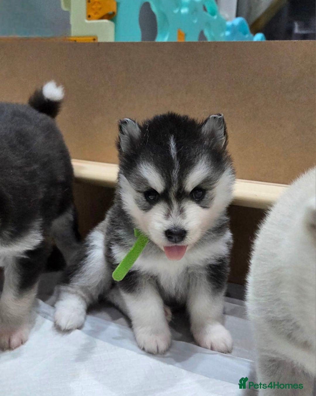 Pomsky dogs for stud: Stunning icy blue eyed F2 Pomsky stud proven  in Dunstable - Image 13