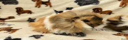 Guinea Pig rodents for sale: Baby Guinea pigs  - Advert 7