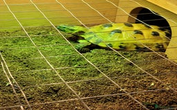 Tortoise reptiles for sale: Horsefield Tortoise - Image 9