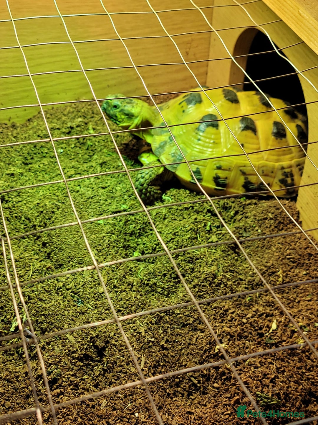 Tortoise reptiles for sale: Horsefield Tortoise - Image 9