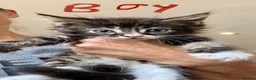 Mixed Breed cats for sale: Maine coon cross ragdoll kittens  - Advert 11