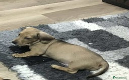 Miniature Dachshund dogs for sale: Beautiful bitch pup - Image 7