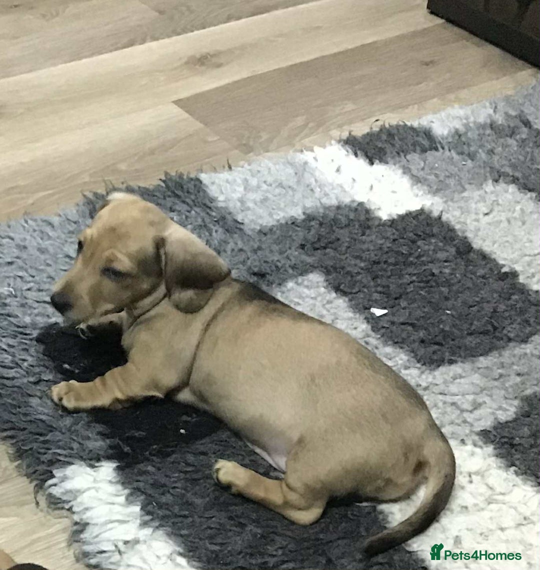 Miniature Dachshund dogs for sale: Beautiful bitch pup - Image 7