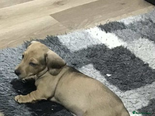 Miniature Dachshund dogs - Advert 4