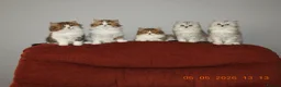 Mixed Breed cats for sale: Persian and British longhair  - Advert 1