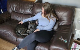 Mixed Breed dogs for sale: Bear - Staffy X German Shepherd - Image 12