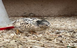 Quail poultry for sale: Chinese painted quail (button quail)  - Image 3