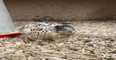 Quail poultry - Advert 14
