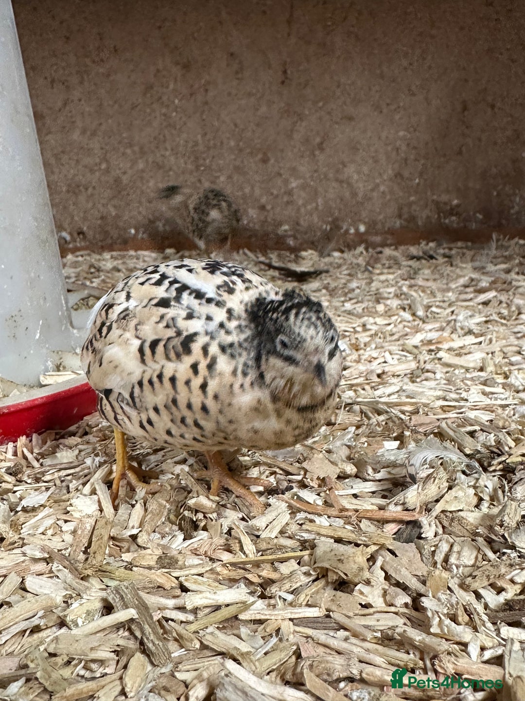 Quail poultry for sale: Chinese painted quail (button quail)  - Image 3
