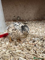 Quail poultry - Advert 4