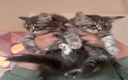 Ragdoll cats for sale: Ragdoll Cross Maine Coon Kitten  - Image 19