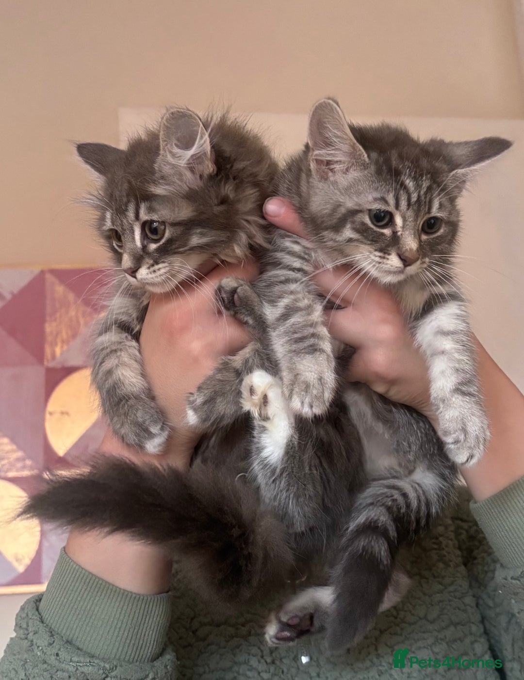 Ragdoll cats for sale: Ragdoll Cross Maine Coon Kitten  - Image 19
