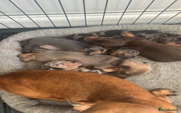 Dachshund dogs for sale: Dachshund pups!! - Image 7