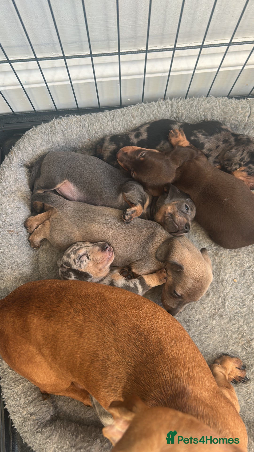Dachshund dogs for sale: Dachshund pups!! - Image 7