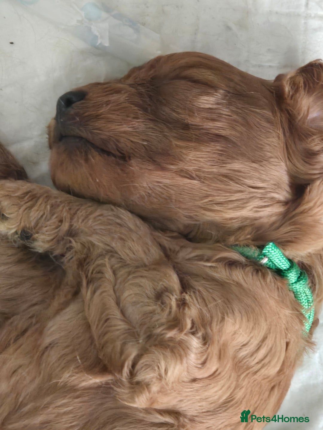 Cavapoo dogs for sale: cavapoo puppies - Image 6