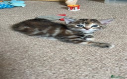 Mixed Breed cats for sale: Beautiful kittens ready for loving new homes.  - Image 17