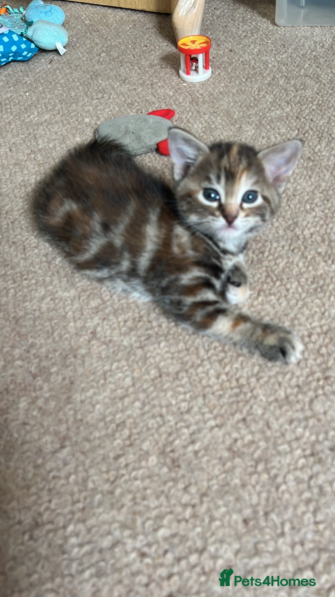 Mixed Breed cats for sale: Beautiful kittens ready for loving new homes.  - Image 17