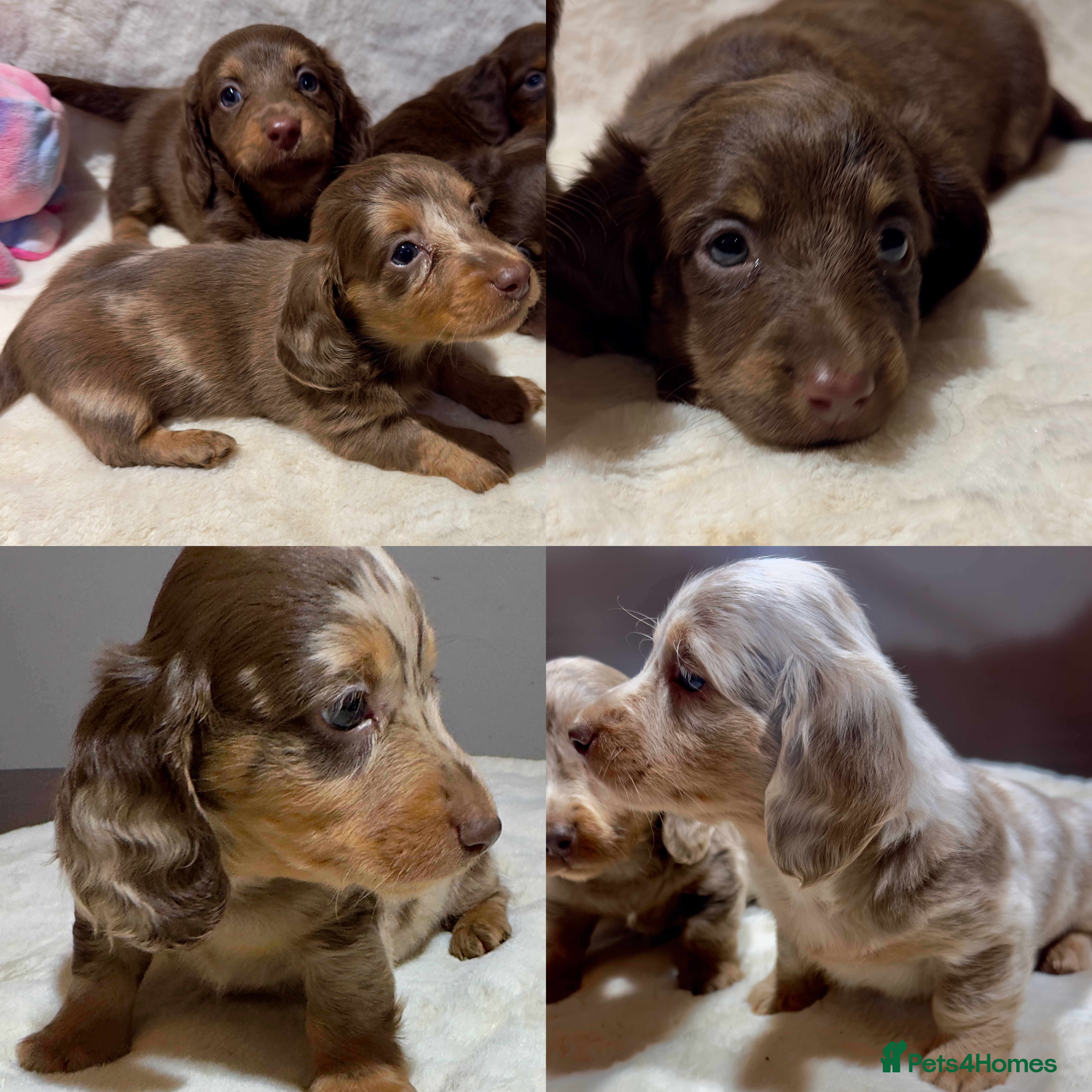 Miniature Dachshund dogs Dachshund miniature long hair - Advert 13