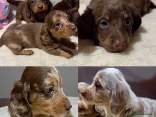 Miniature Dachshund dogs Long Hair Dachshund miniature Dapple - Advert 11