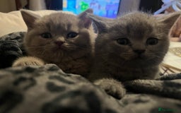 British Shorthair cats for sale: Beautiful British Shorthair Kittens - Advert 4