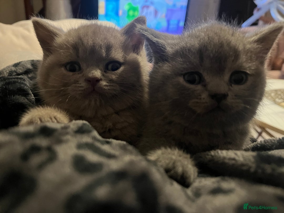 British Shorthair cats for sale: Beautiful British Shorthair Kittens - Advert 4