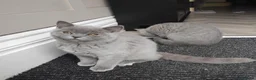 British Shorthair cats for sale: British shorthair blue  - Advert 6