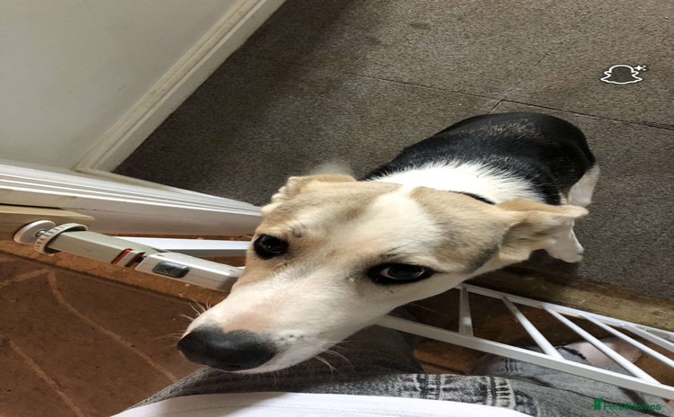 Mixed Breed dogs for sale - Advert 1