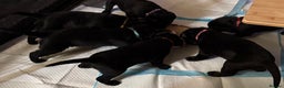 Labrador Retriever dogs for sale: Stunning litter of pure bred black Labrador pups  - Advert 10