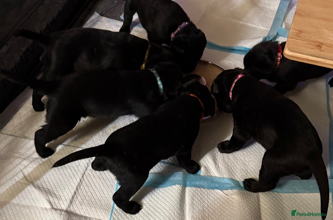 Labrador Retriever dogs for sale: Stunning litter of pure bred black Labrador pups  - Advert 10