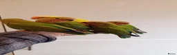 Parakeets birds for sale: Hand reared baby Lovebirds for sale - Advert 8