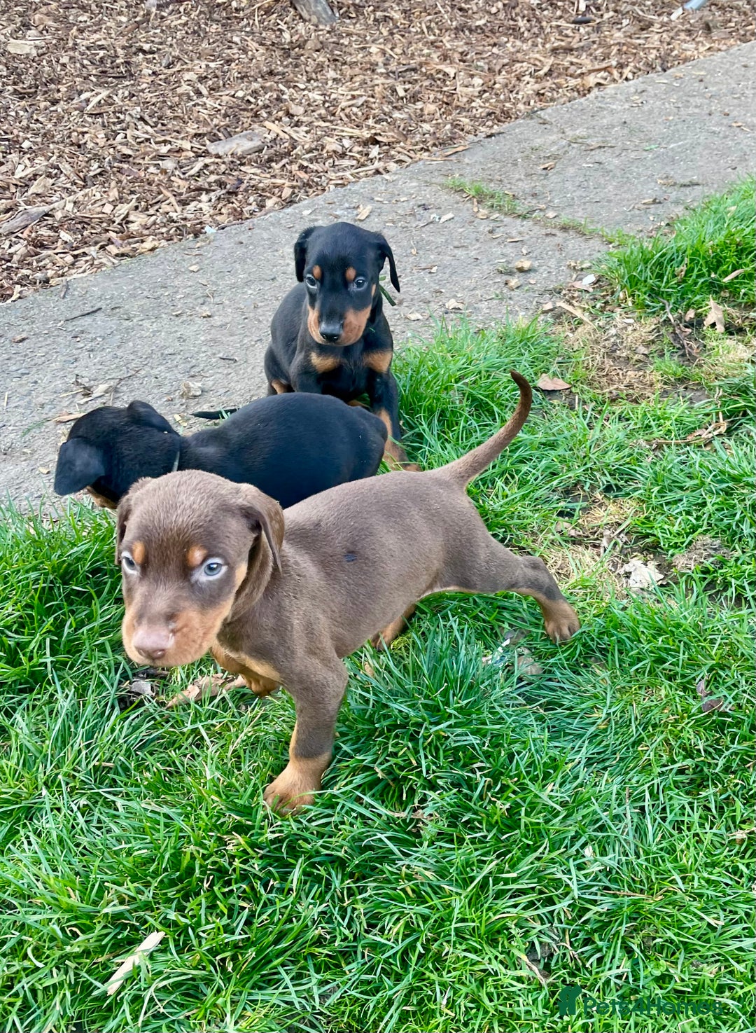 Dobermann dogs for sale: Doberman pups - Advert 24