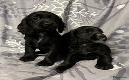 Cocker Spaniel dogs for sale: Beautiful puppy’s  - Image 14